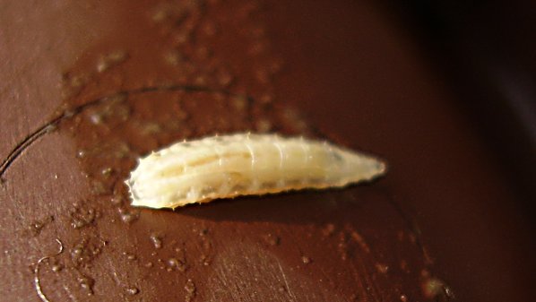 Maggots in your Compost?