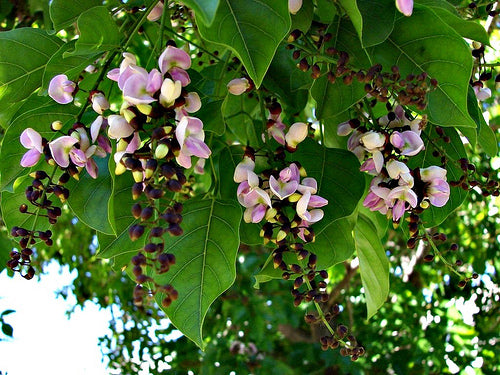 Pongemia Flowers