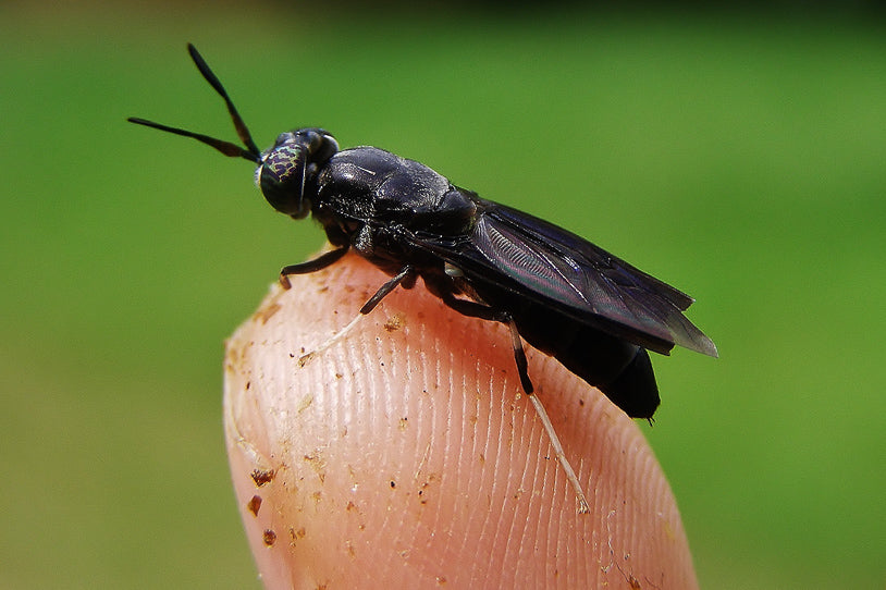 Composting Buddies : Black Soldier Flies