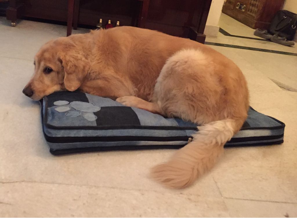 Denim Pet Bed Cover